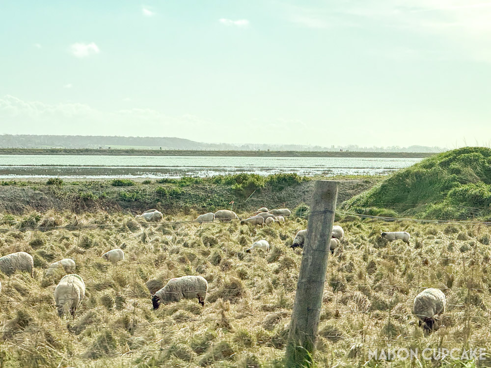 Sheep seen from the train in marshy fields in the Baie de Somme, northern France.